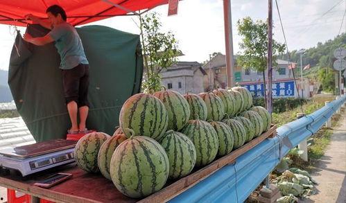 西昌吃瓜事件网红,网红引发的网络狂欢与反思